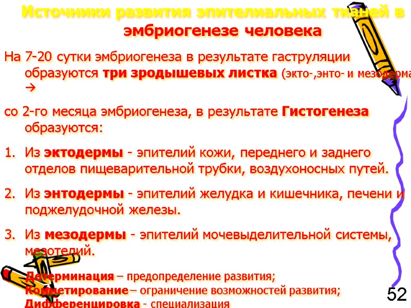 Источники развития эпителиальных тканей в эмбриогенезе человека На 7-20 сутки эмбриогенеза в результате гаструляции